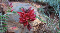 Indigofera oxytropis