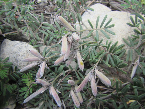 Neglected Indigo (Indigofera praetermissa)