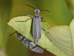 Epicauta floridensis