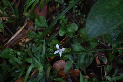 Viola pilosa