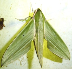 Cechetra subangustata