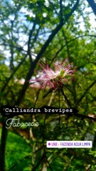 Calliandra selloi