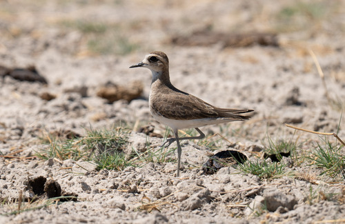 iNaturalist image