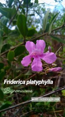 Fridericia platyphylla