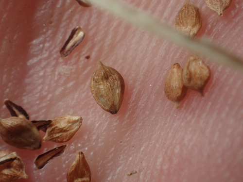 Carex senta, photograph 4