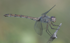 Dythemis nigrescens