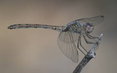 Dythemis nigrescens