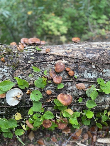 Omphalotus japonicus