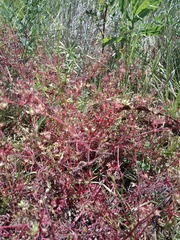 Leptospermum obovatum