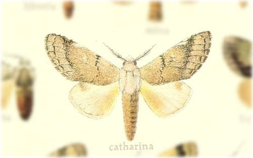Toulgoetigia catharina