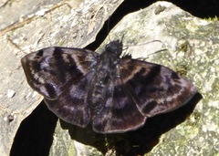 Ebrietas