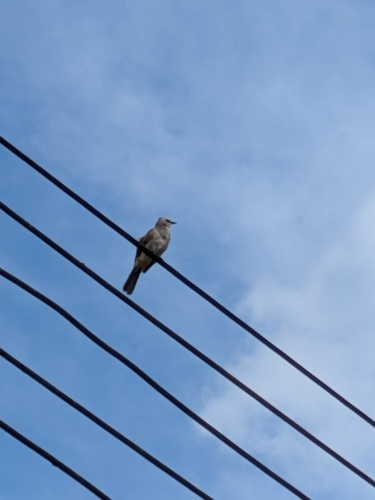 Yellow-vented Bulbul