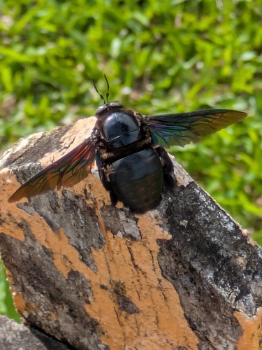 Broad-handed Carpenter Bee