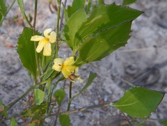 Goodenia varia