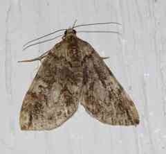 Hydriomena renunciata