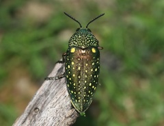 Sternocera sternicornis