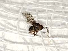 Zeros flavipes