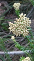 Cassinia denticulata