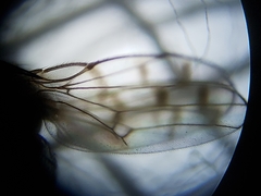 Zeros flavipes