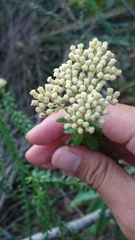 Cassinia denticulata