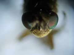 Zeros flavipes