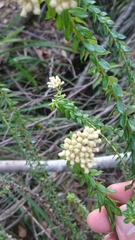 Cassinia denticulata