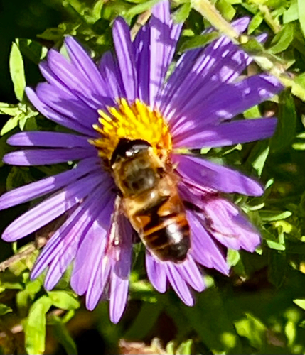 Unknown species found near Connecticut Ave NW, Washington, DC, US
