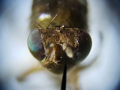 Zeros flavipes