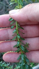 Cassinia denticulata