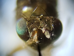 Zeros flavipes