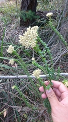 Cassinia denticulata
