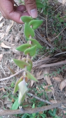 Leucopogon amplexicaulis