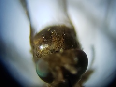 Zeros flavipes