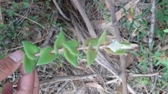 Leucopogon amplexicaulis