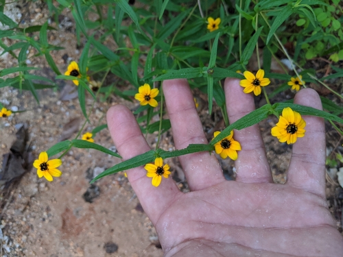 Image of Zinnia maritima by (c) José Garrido, some rights reserved (CC BY)