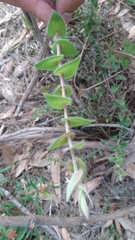 Leucopogon amplexicaulis