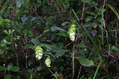 Strobilanthes calycina