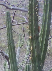 Stenocereus montanus