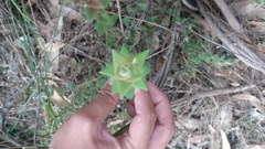 Leucopogon amplexicaulis