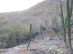 Stenocereus montanus