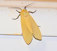 Pareuchaetes insulata