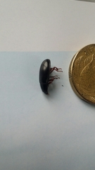 Uloma tenebrionoides