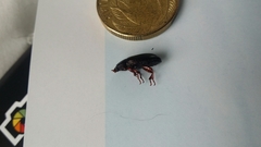 Uloma tenebrionoides