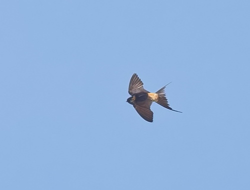 Eastern Red-rumped Swallow