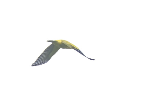 Black-naped Oriole