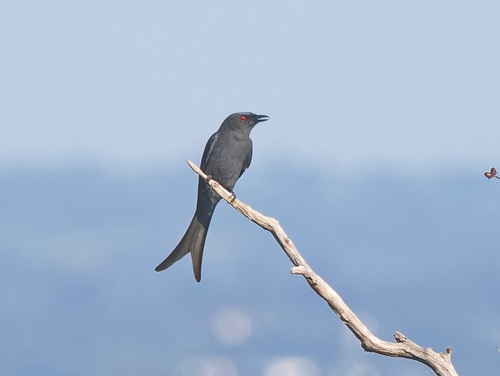 Ashy Drongo