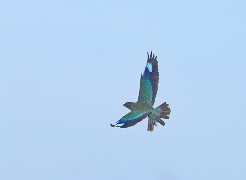 Dollarbird