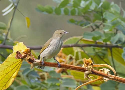 Thick-billed Flowerpecker