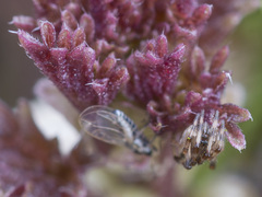 Episinus angulatus