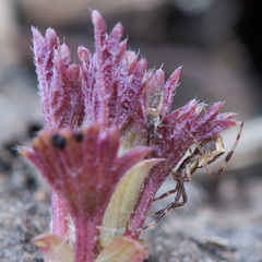 Episinus angulatus